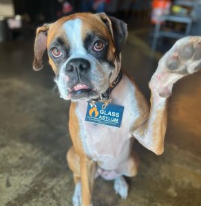 boxer dog holding up paw with gift card